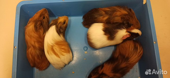 Морская свинка