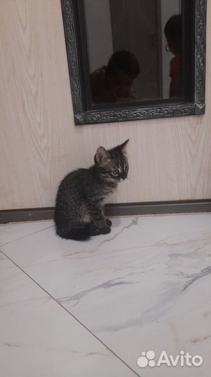 Котята бенгалы