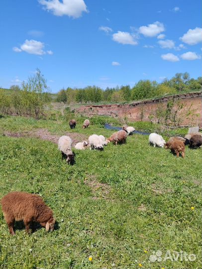 Овцы бараны ягнята