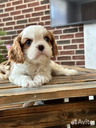 Кавалер Кинг Чарльз спаниель