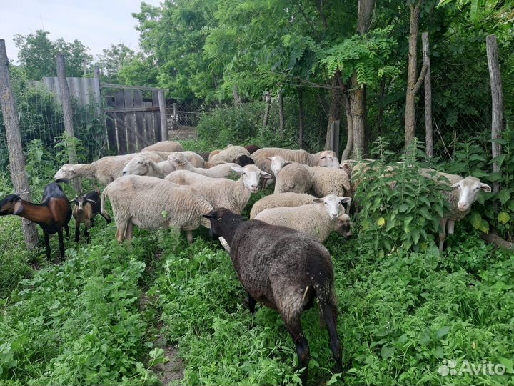 Овцы на племя