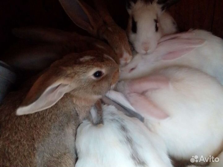 Кролики Ризен