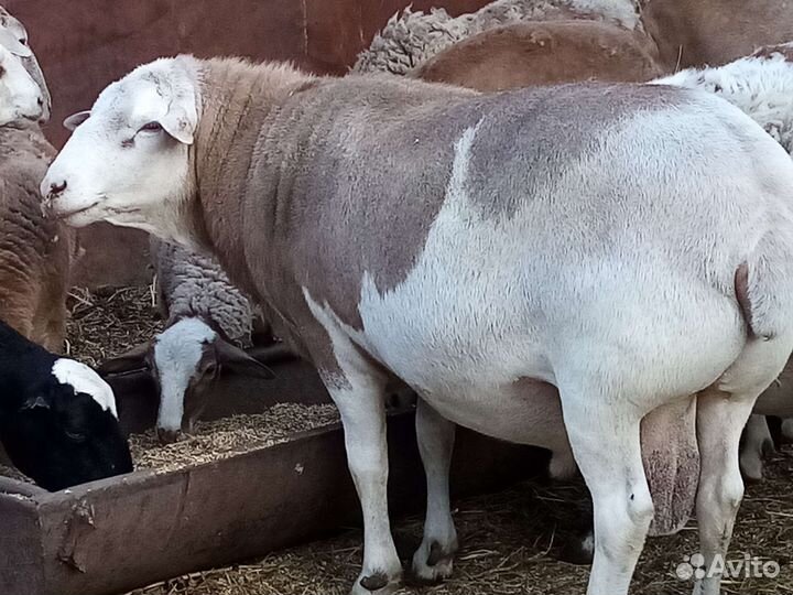 Катумские баран