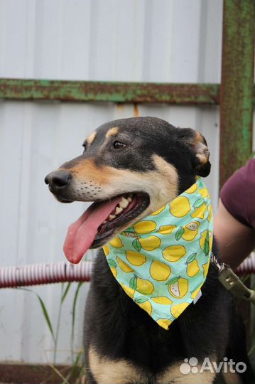 Очень красивый пес