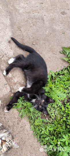 Котенок кот