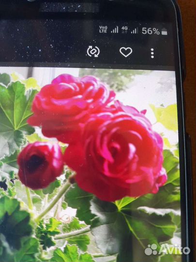 Герань пеларгония