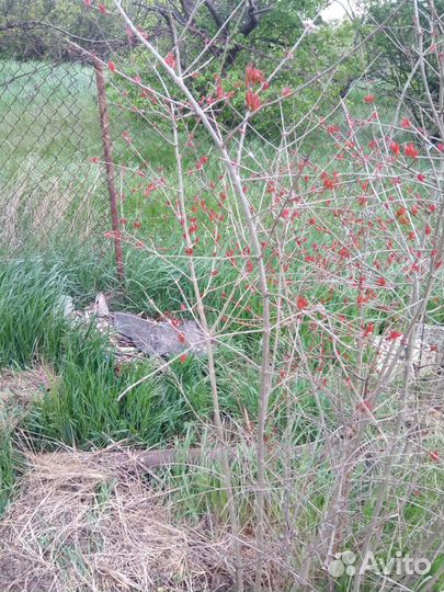 Деревце граната финик инжир