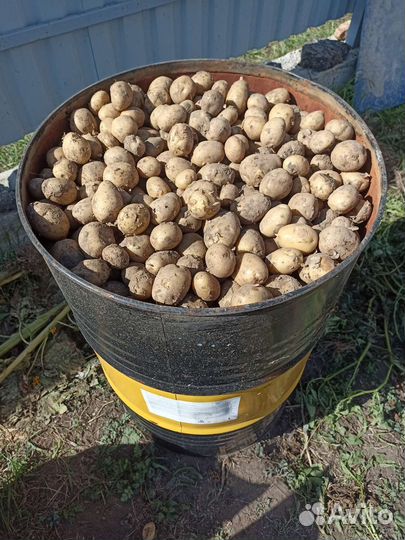 Продам картофель мелкий