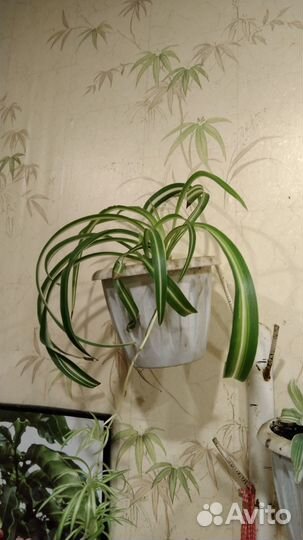 Хлорофитум