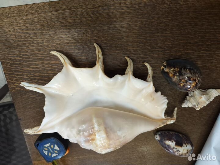 Морские ракушки