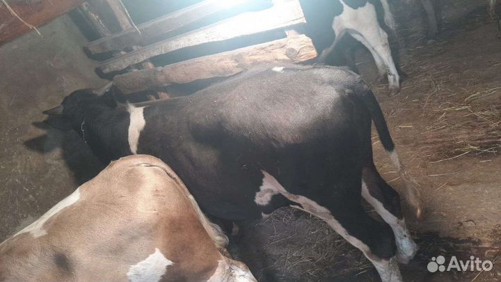 Быки и телки