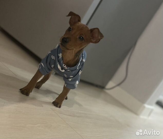 Толстовка для собак