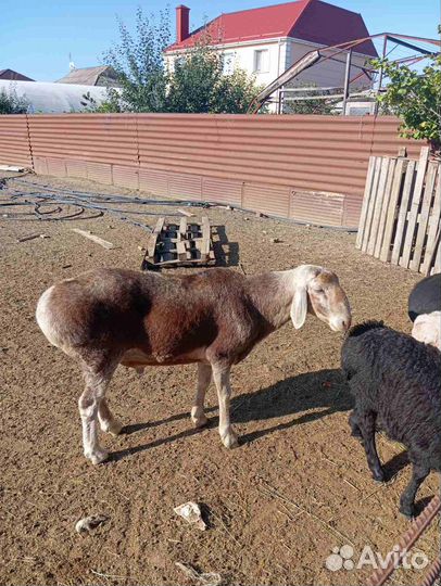 Курдючные бараны