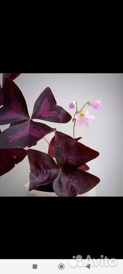 Цветы в дом