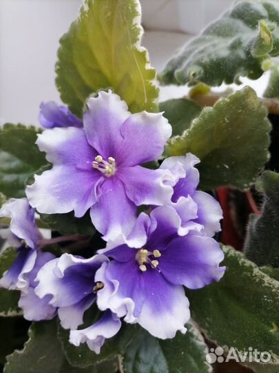 Сортовые фиалки