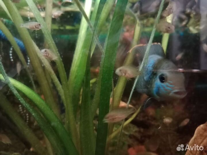 Акара бирюзовая