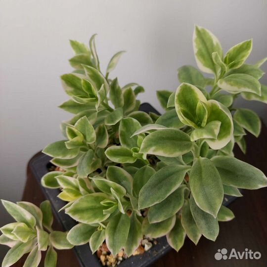 Суккуленты