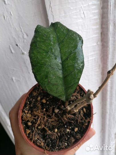 Хойи коллекционные