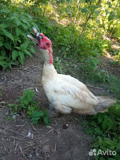 Индоутка самец