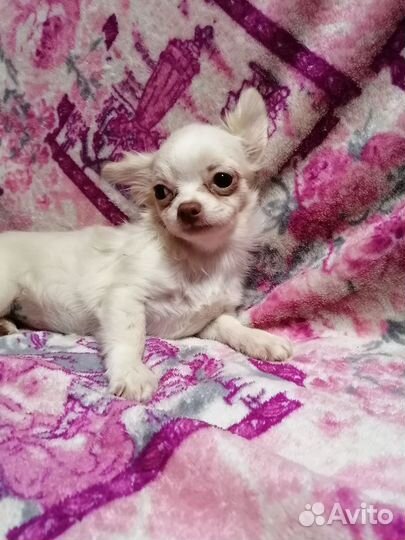 Чихуахуа девочка дш