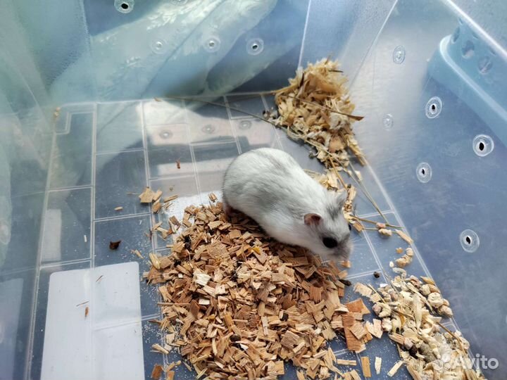 Хомяк с клеткой с набором все для джунгарика