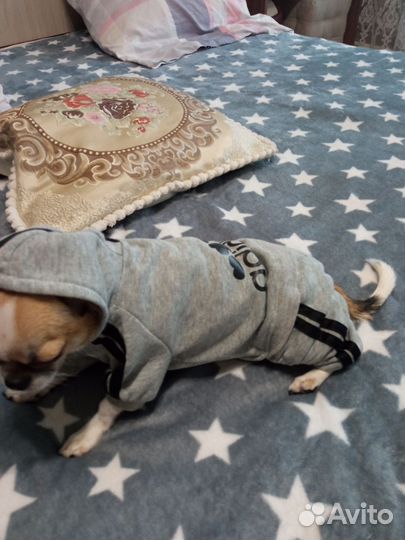 Случка собак