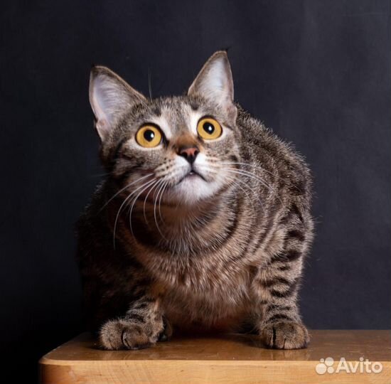 Котята саванна