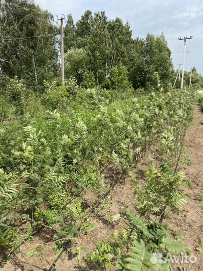 Сажены рябины обыкновенной