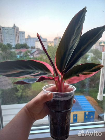 Строманта триколор