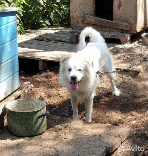 Молод, красив, умен