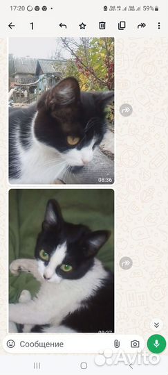 Кошка мышеловка