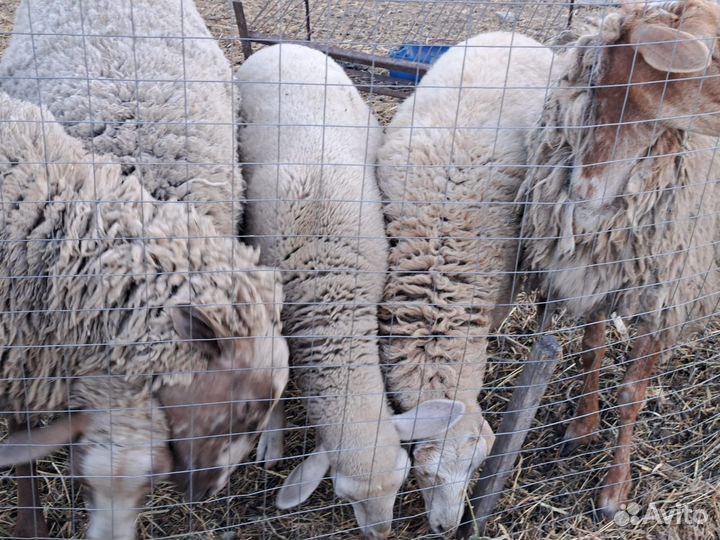 Продаются бараны самки с ярочками