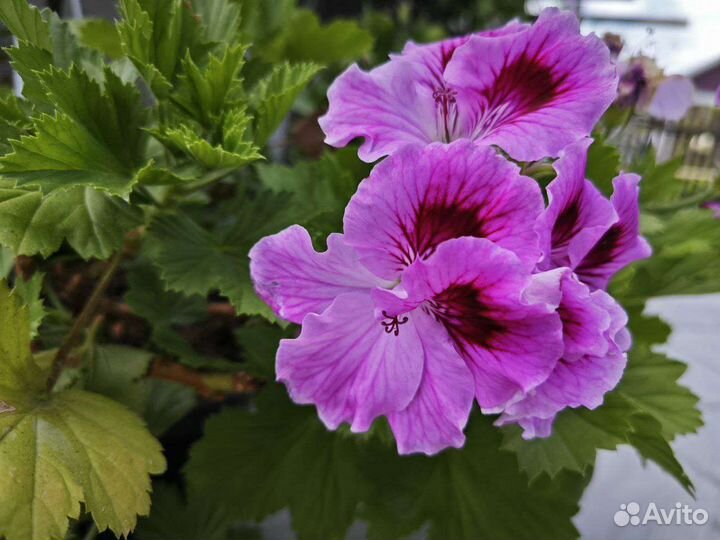 Рассада цветов