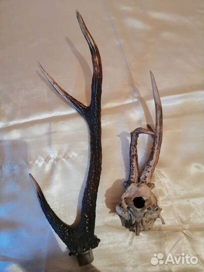 Рога косули для интерьера