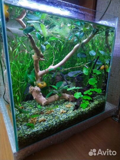 Аквариум 10, 25л