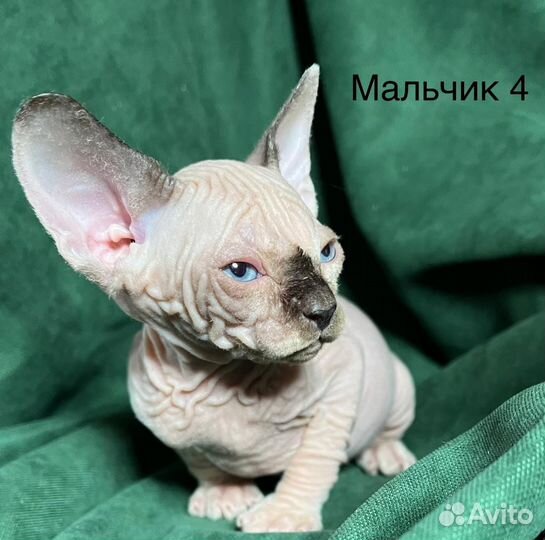 Канадский сфинкс