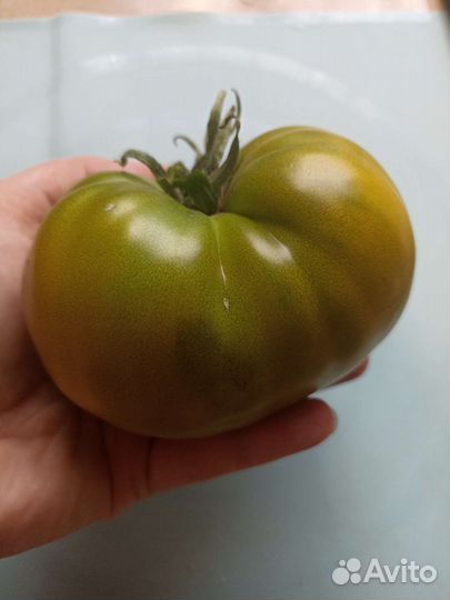 Семена томата, перца, редиски, огурца, дыни