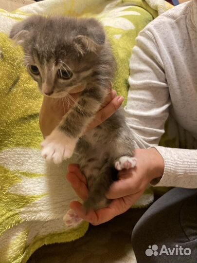 Шотландские котята