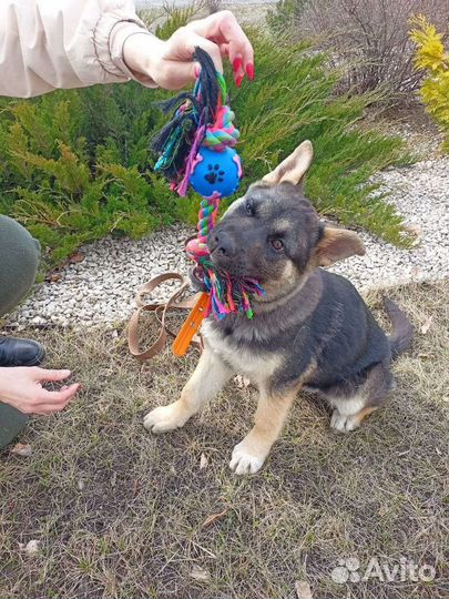 Собака в добрые руки щенок