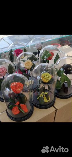 Живая роза в колбе