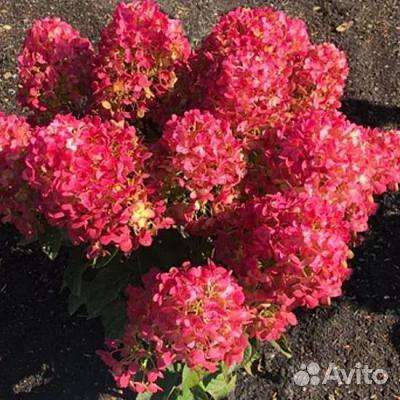 Литтл Рози и Индиан Саммер гортензии(новинки)