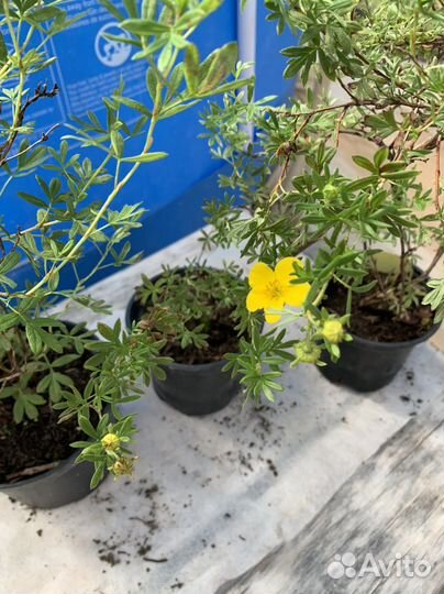 Декоративные кустарники