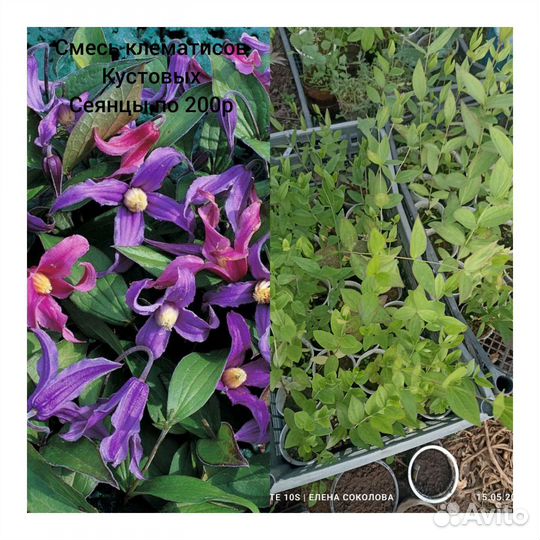 Продаю многолетники