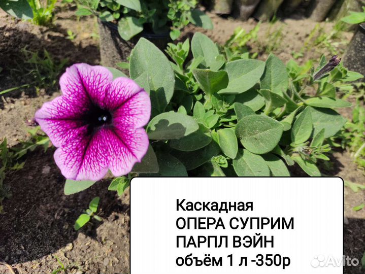 Петуния ампельная рассада