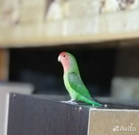 Попугай неразлучник