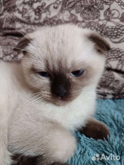 Продаются котята шоколадный поинт и блю поинт