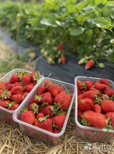 Клубника свежая