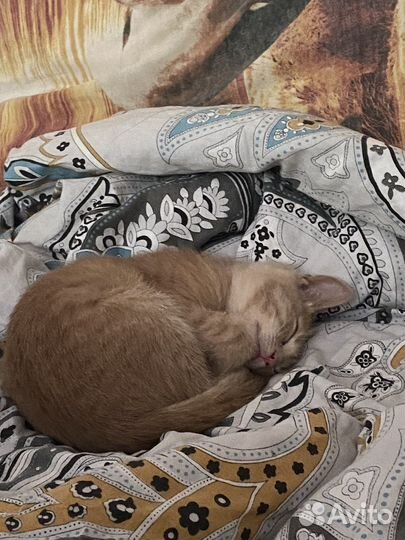 Котик в добрые руки
