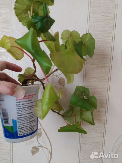 Бегония Глуар де лоррен