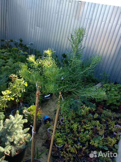 Лиственница штамб Пули, Купидон, Диана, Блю Дварф